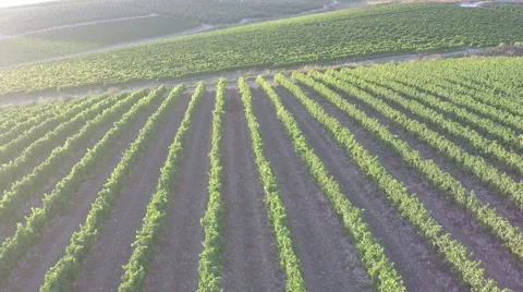 Aerial view of vineyard at sun set Stock Footage 54100034