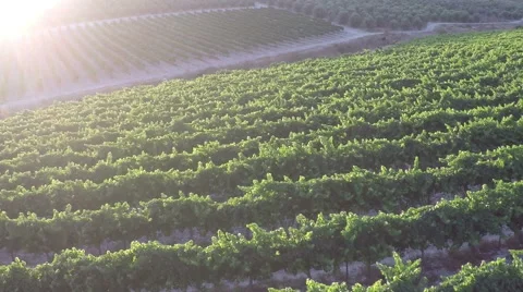 Aerial view of vineyard at sun set Stock-Footage 54100097