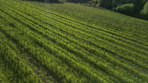 Aerial view of a vineyard surrounded by trees Stock Footage 276262873