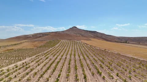 Aerial view of a vineyard with symmetrical rows. Stock Footage 333270121