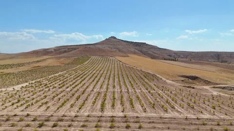 Aerial view of a vineyard with symmetrical rows. Stock Footage 333270157