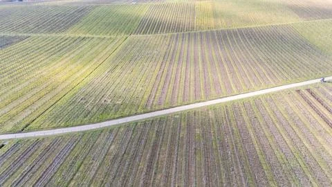 Aerial View of Vineyard with Winding Path Stock Photos