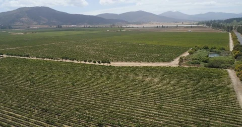 Aerial View of Vineyard Winery Stock Footage 103739043