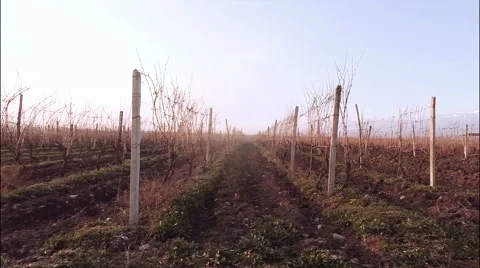 Aerial view of Vineyard in winter with background of snowy mountains Видео 49667719