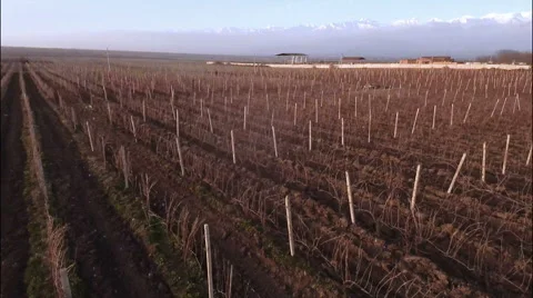 Aerial view of Vineyard in winter with background of snowy mountains Stock-Footage 49667776