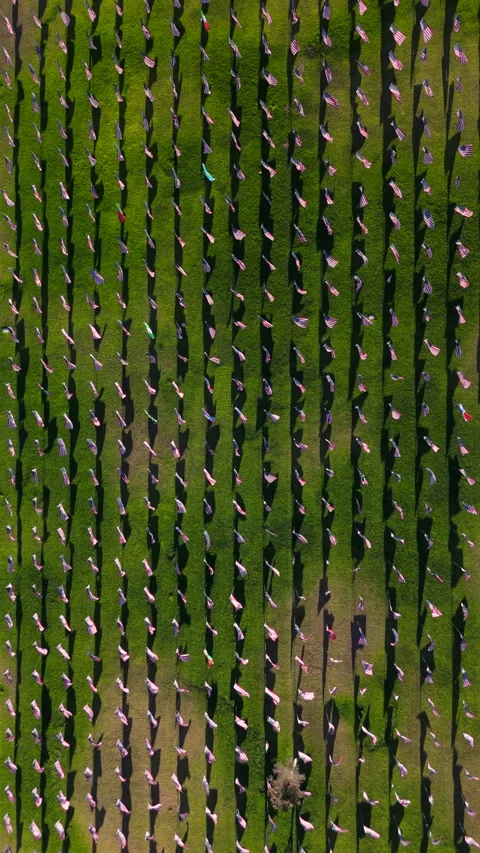 An Aerial View of Vineyard Workers Working Diligently in Neatly Arranged Rows 스톡 동영상 317144698
