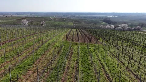 Aerial view of vineyards and trees, France. Stock Footage 331136718