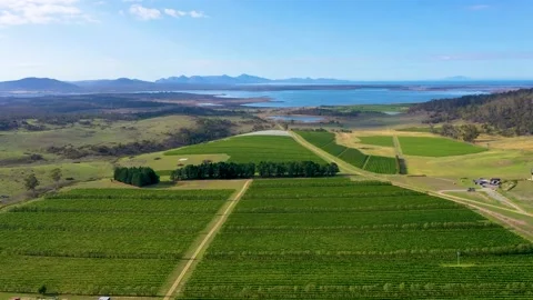 "Aerial view of vineyards at Devil's Corner in Tasmania in Australia" Stock Footage 144003505