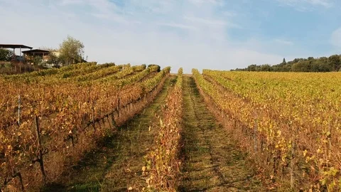 Aerial view of vineyards in the fall Stock-Footage 97135485
