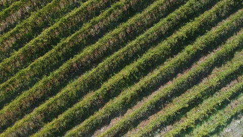 Aerial view of the vineyards fields Stock Footage 94748201