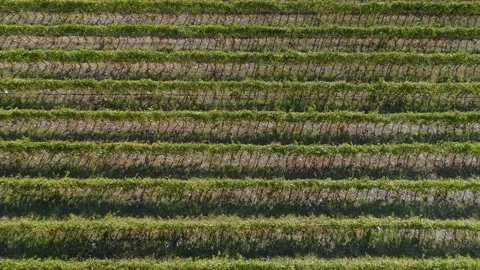Aerial view of the vineyards fields Stock Footage 94748935