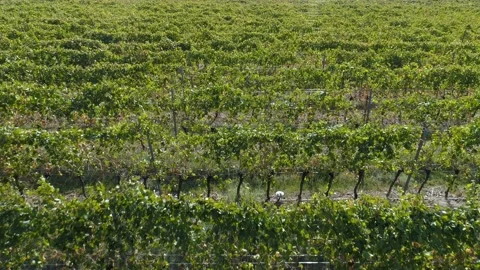 Aerial view of the vineyards fields Stock Footage 94749050