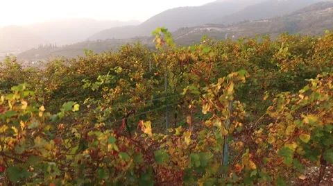 Aerial View Of Vineyards Stock Footage 68767614