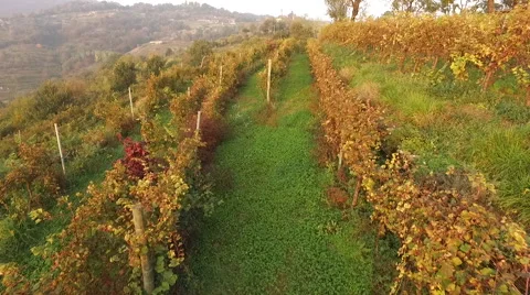 Aerial View Of Vineyards Stock Footage 68767969