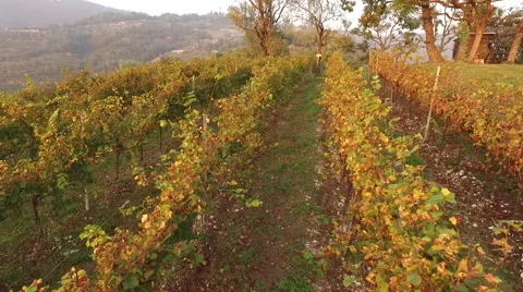 Aerial View Of Vineyards Stock Footage 68768223