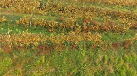 Aerial View Of Vineyards Stock Footage 68768279