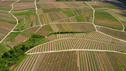 Aerial view of vineyards Stock-Footage 75444033