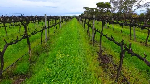 Aerial view vineyards Stock Footage 79632722