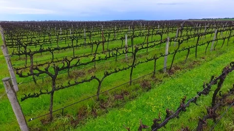 Aerial view vineyards Stock Footage 79632739
