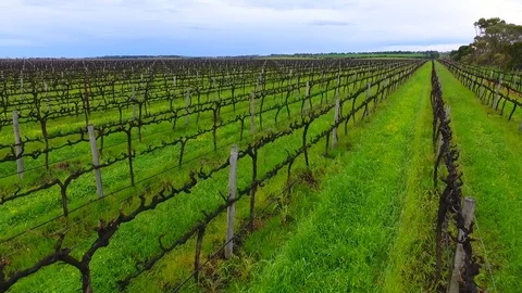 Aerial view vineyards Stock Footage 79632805
