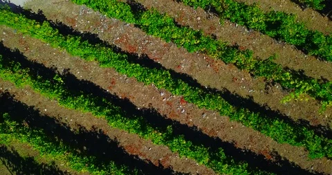 AERIAL VIEW OF VINEYARDS Stock Footage 95539573