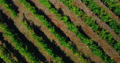 AERIAL VIEW OF VINEYARDS Stock Footage 95539580
