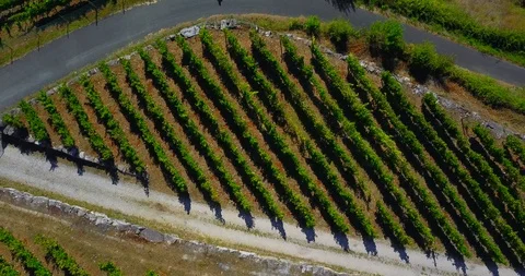 AERIAL VIEW OF VINEYARDS Stock Footage 95539736