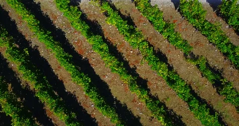 AERIAL VIEW OF VINEYARDS Stock Footage 95539769