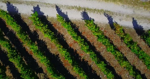 AERIAL VIEW OF VINEYARDS Stock Footage 95539848
