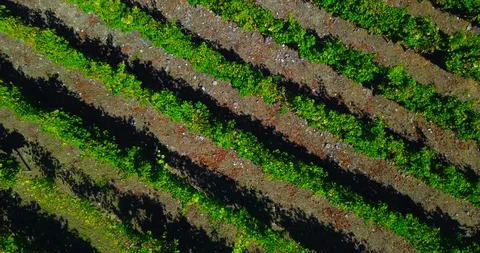 AERIAL VIEW OF VINEYARDS Stock Footage 95539988