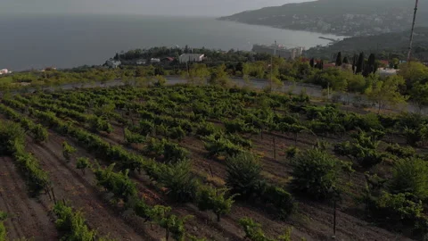 Aerial view of vineyards Stock Footage 138484300
