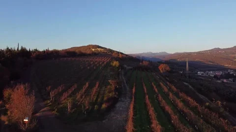 Aerial view of the vineyards Stock Footage 143699136