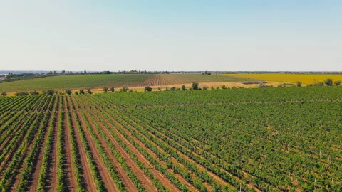 An Aerial View Of A Vineyard's Grape Fields Stock Footage 139084357