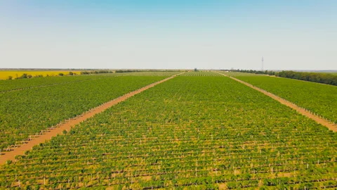 An Aerial View Of A Vineyard's Grape Fields Stock Footage 139086470