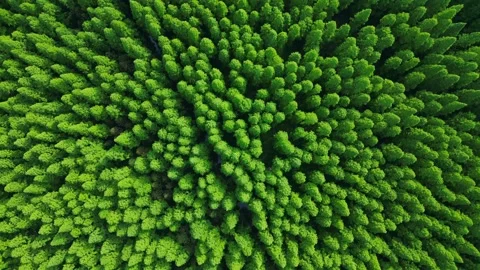 Aerial View of a Virgin Forest Video stock 330278636