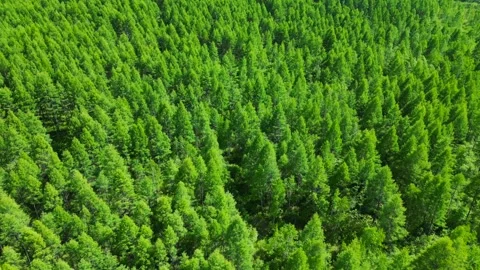 Aerial View of a Virgin Forest Stock Footage 330278913