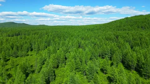 Aerial View of a Virgin Forest Stock Footage 330278914
