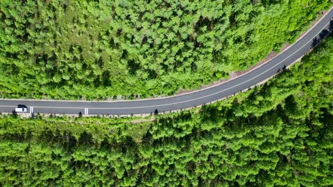 Aerial View of a Virgin Forest Stock Footage 330279013