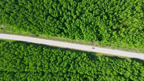 Aerial View of a Virgin Forest Stock Footage 330279041