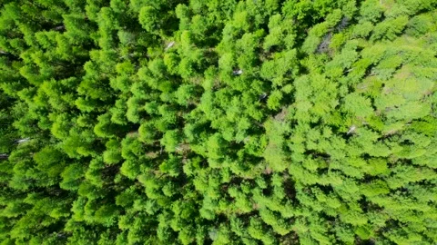 Aerial View of a Virgin Forest Video stock 330279075