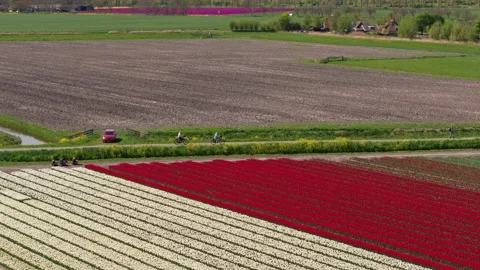 Aerial view of vivid tulip patterns with cycling group passing by Stock Footage 313166415
