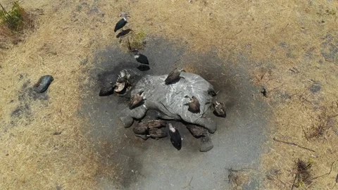 Aerial view of vultures and elephant carcass in savannah, Botswana. Vidéo 278091325