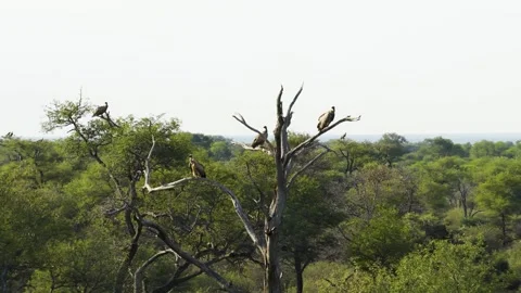 Aerial view of vultures on a dead tree in South Africa. Stock Footage 339758868