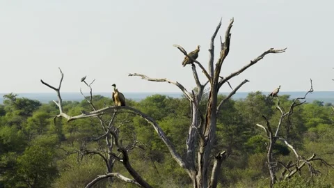 Aerial view of vultures on a dead tree in the savanna, South Africa. Stock Footage 339758938