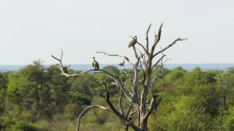 Aerial view of vultures on a dead tree in South Africa. Stock Footage 339758980