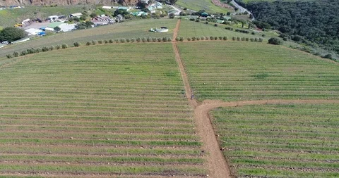 Aerial view of walking in a vineyard with a gps Stock Footage 100777541