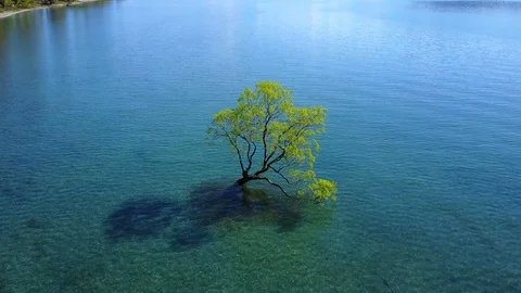 Aerial view of Wanaka tree in Lake wanaka, New Zealand. Stock-Footage 99347110