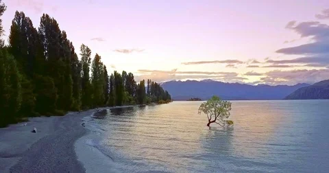 Aerial view of The Wanaka Tree at sunset, Lake Wanaka, Newzealand Stock Footage 73272631