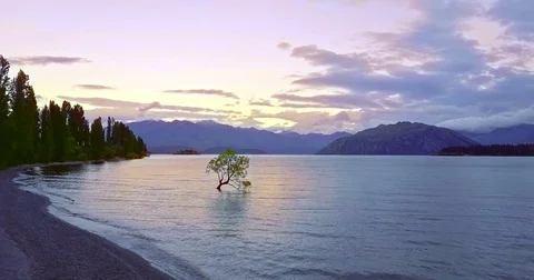 Aerial view of The Wanaka Tree at sunset, Lake Wanaka, Newzealand Stock Footage 73272934