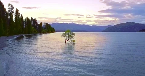 Aerial view of The Wanaka Tree at sunset, Lake Wanaka, Newzealand Stock Footage 73272952